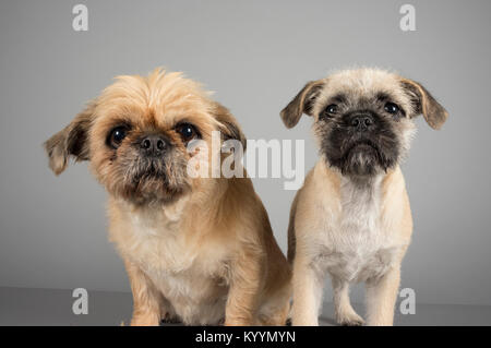 Zwei PUG-tzu's (eine Kreuzung zwischen einem PUG und einem Shih Tzu). Der ältere beträgt 6 Jahre und der Welpe 6 Monate. GROSSBRITANNIEN. Stockfoto