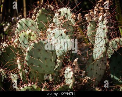 Opuntia Kakteen mit Knospen und vielen Stacheln Stockfoto