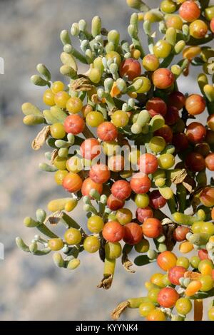 Sea grape/Uvas de Mar (Zygophyllum/Tetraena fontanesii) Früchte und Blätter, La Pared, Fuerteventura, Mai. Stockfoto