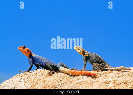 Namib Rock Agama, Paar, Namibia/(Agama Planiceps) | Namibische Felsenagamen, Paar, Namibia/(Agama Planiceps) Stockfoto