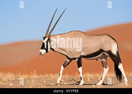 Oryx, Sossusvlei, Namib-Naukluft-Nationalpark, Namib, Namibia/(Oryx gazella) | Suedafrikanischer Spiessbock, Sossusvlei Stockfoto