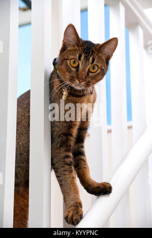 Süß verspielt mit weit aufgerissenen Augen teil Abessinier junge männliche Katze Peers durch das Geländer Stockfoto