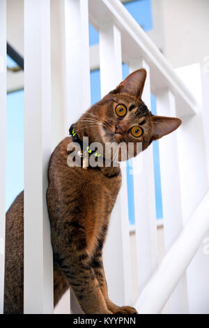 Süß verspielt mit weit aufgerissenen Augen teil Abessinier junge männliche Katze Peers durch das Geländer Stockfoto