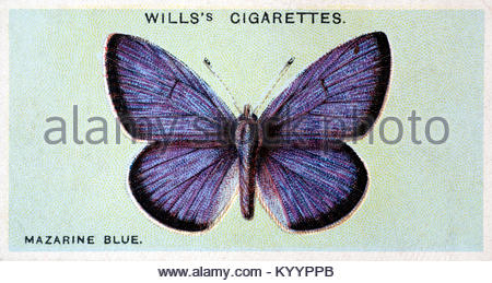 Mazarine Blauer Schmetterling, Vintage Illustration von 1927 Stockfoto