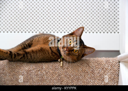 Süß verspielt mit weit aufgerissenen Augen teil Abessinier junge männliche Katze Uhren neugierig liegt auf der obersten Treppe beobachten Stockfoto