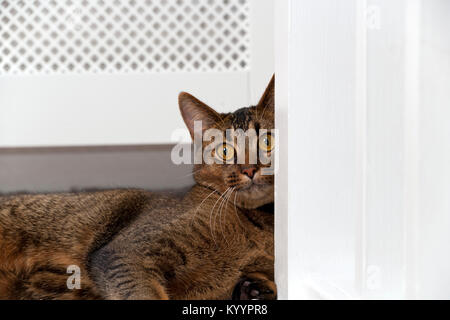 Neugierig Nett verspielt mit weit aufgerissenen Augen teil Abessinier junge männliche Katze Uhren Stockfoto