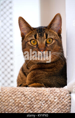 Süß verspielt mit weit aufgerissenen Augen teil Abessinier junge männliche Katze Uhren neugierig liegt auf der obersten Treppe beobachten Stockfoto