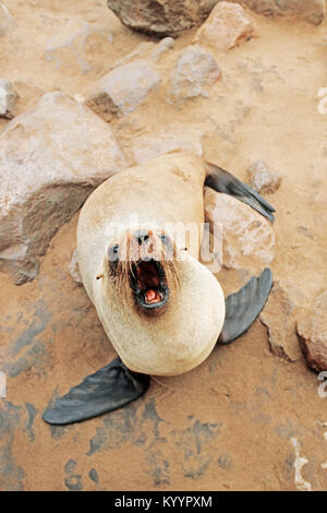 South African fur Seal, Cape Cross, Namibia/(Arctocephalus pusillus Pusillus) | Suedafrikanischer Seebaer, Kreuzkap, Namibia Stockfoto