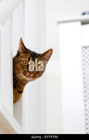 Süß verspielt mit weit aufgerissenen Augen teil Abessinier junge männliche Katze Peers durch das Geländer Stockfoto