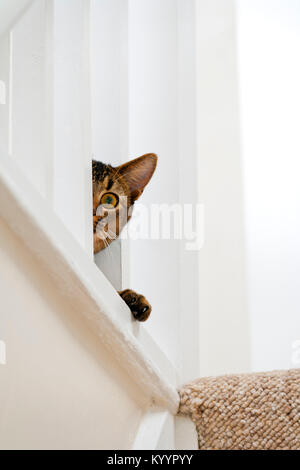 Süß verspielt mit weit aufgerissenen Augen teil Abessinier junge männliche Katze Peers durch das Geländer Stockfoto