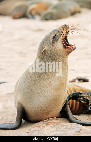 South African fur Seal, Cape Cross, Namibia/(Arctocephalus pusillus Pusillus) | Suedafrikanischer Seebaer, Kreuzkap, Namibia Stockfoto