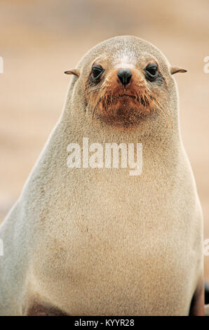 South African fur Seal, Cape Cross, Namibia/(Arctocephalus pusillus Pusillus) | Suedafrikanischer Seebaer, Kreuzkap, Namibia Stockfoto