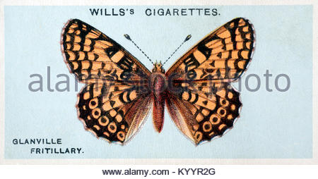 Glanville Fritillary Butterfly, Vintage Illustration von 1927 Stockfoto