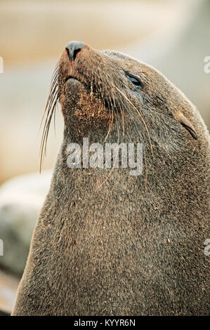 South African fur Seal, männlich, Cape Cross, Namibia/(Arctocephalus pusillus Pusillus) | Suedafrikanischer Seebaer, Kreuzkap, Namibia Stockfoto