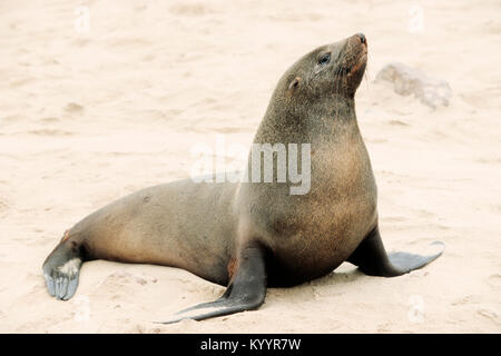 South African fur Seal, männlich, Cape Cross, Namibia/(Arctocephalus pusillus Pusillus) | Suedafrikanischer Seebaer, Kreuzkap, Namibia Stockfoto