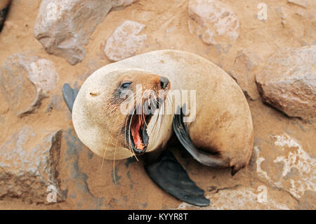 South African fur Seal, Cape Cross, Namibia/(Arctocephalus pusillus Pusillus) | Suedafrikanischer Seebaer, Kreuzkap, Namibia Stockfoto