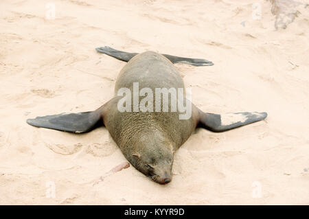 South African fur Seal, Cape Cross, Namibia/(Arctocephalus pusillus Pusillus) | Suedafrikanischer Seebaer, Kreuzkap, Namibia Stockfoto