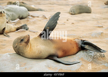 South African fur Seal, Cape Cross, Namibia/(Arctocephalus pusillus Pusillus) | Suedafrikanischer Seebaer, Kreuzkap, Namibia Stockfoto