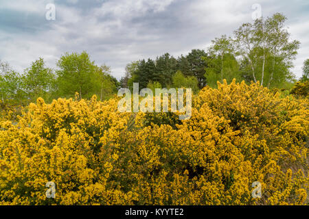 Ginster wächst an Ferndown gemeinsame Natur finden Stockfoto