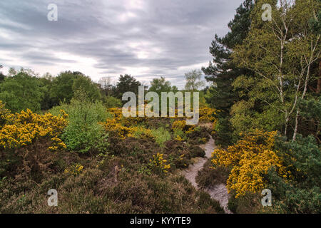 Ferndown gemeinsame Natur finden. Ferndown Gemeinsame ist ein Ort von besonderem wissenschaftlichen Interesse (SSSI) Stockfoto