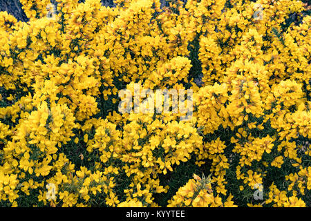 Ulex (allgemein bekannt als Ginster, furze oder whin) Stockfoto