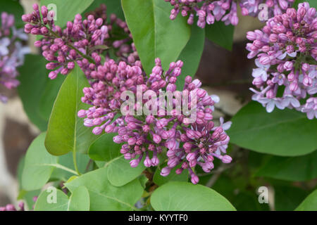 Syringa Vulgaris (lila oder gemeinsame Flieder) Stockfoto