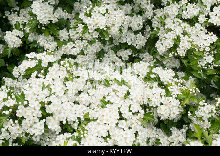 Weißdorn, gemeinsame (Rosa moschata) Stockfoto