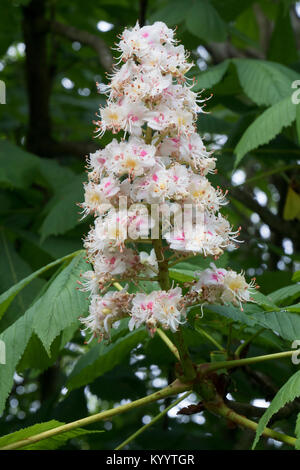 Blüten und Blätter der Rosskastanie Baum, Aesculus hippocastanum Stockfoto