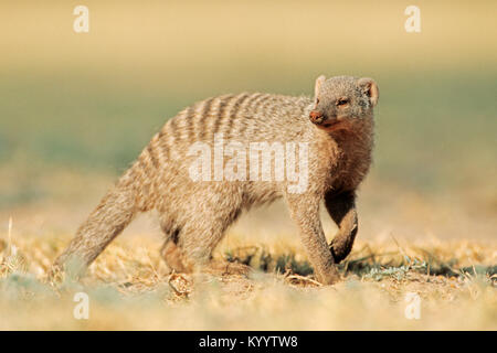 Banded mongoose, Etosha National Park, Namibia/(Mungos mungo) | Zebramanguste, Etosha Nationalpark, Namibia/(Mungos mungo) Stockfoto