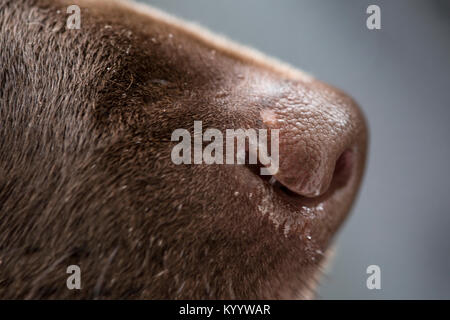 Nahaufnahme eines chocolate Labrador Retriever Nase. Stockfoto
