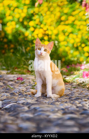 Alert Katze, rot gestromt mit Weiß, sitzend auf einem gepflasterten Pfad vor gelben Blüten in der Altstadt von Rhodos, der griechischen Inseln, Dodekanes, Griechenland Stockfoto