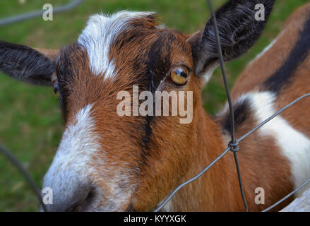 Ziege hinter draht zaun Stockfoto