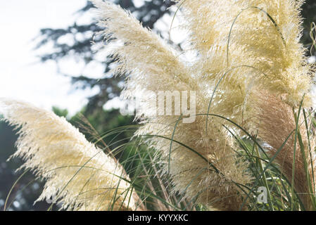 Pampas Gras wächst im Garten in Spanien. Stockfoto