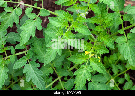 Tomate pflanze Blätter und die ersten Blumen im Gewächshaus Stockfoto