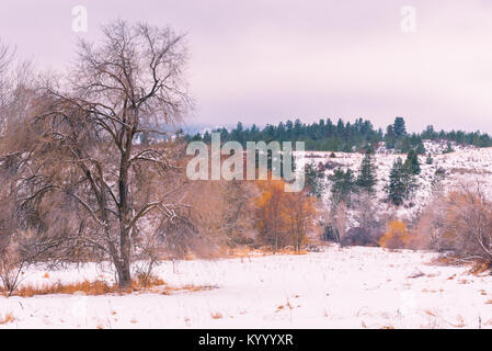 Winterlandschaft der schneebedeckten Feld mit kahlen Bäumen bewölkten Himmel und Nebel Stockfoto