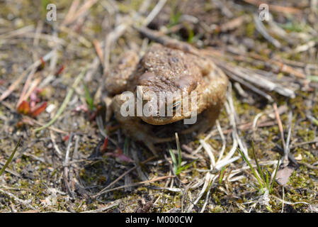 Kröte auf dem Boden sitzend Stockfoto