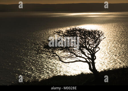 Silhouette einer Windgepeitschten einsamer Baum durch Sonnenlicht auf Brean, Somerset gerahmt Stockfoto