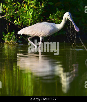 Der Rosalöffler (Platalea ajaja) (manchmal in eine eigene Gattung Ajaja). Kuba Stockfoto