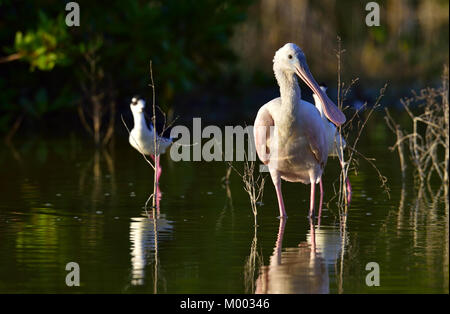 Der Rosalöffler (Platalea ajaja) (manchmal in eine eigene Gattung Ajaja). Kuba Stockfoto