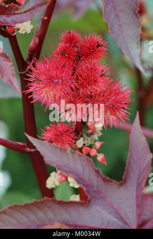 Ricinus communis oder Rizinus, ein in hohem Grade giftige Staude, die in der Blume in einem Garten Grenze im Spätsommer, England, Großbritannien Stockfoto