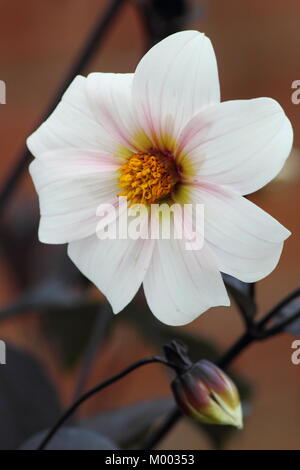 Einzelne weiße Blume und dunklen Laub von Dahlia 'Twyning ist nach Acht' in der Blüte im Garten Grenze im Spätsommer (September), England, Großbritannien Stockfoto