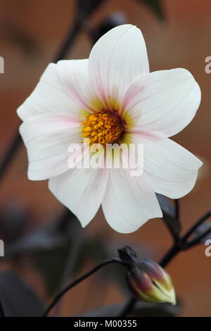 Einzelne weiße Blume und dunklen Laub von Dahlia 'Twyning ist nach Acht' in der Blüte im Garten Grenze im Spätsommer (September), England, Großbritannien Stockfoto