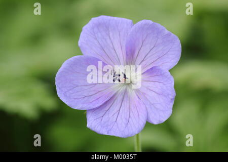 Geranium himalayense 'Irish Blue', die in der Blume in einem Garten Grenze im Spätsommer, England, Großbritannien Stockfoto