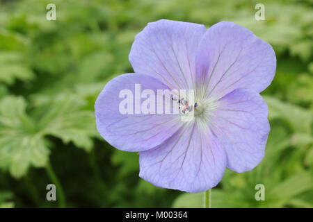 Geranium himalayense 'Irish Blue', die in der Blume in einem Garten Grenze im Spätsommer, England, Großbritannien Stockfoto