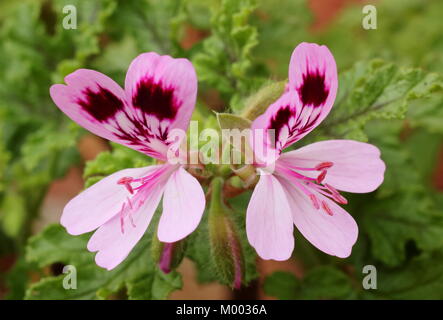 Pelargonium Quercifolium'', auch genannt Oakleaf Geranie, Blume in einem Garten im Spätsommer, England, Großbritannien Stockfoto