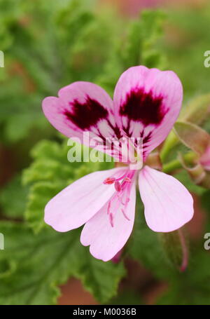 Pelargonium Quercifolium'', auch genannt Oakleaf Geranie, Blume in einem Garten im Spätsommer, England, Großbritannien Stockfoto