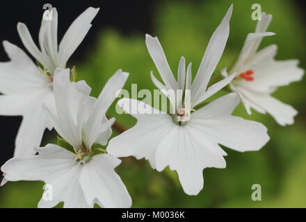 Pelargonium 'Arctic Star', auch die tellar Arctic Star' Blüte in einem Garten im Spätsommer genannt, England, Großbritannien Stockfoto