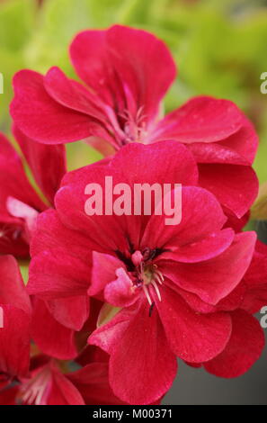 Pelargonium 'Roller's Pioneer', ivy-leaved Pelargonium, in der Blume in einem Garten im Spätsommer, England, Großbritannien Stockfoto