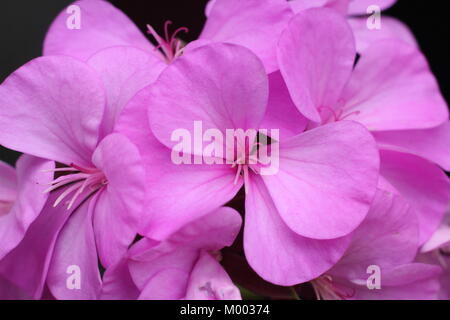 Pelargoium'' in Fairlee Blume in einem Garten Grenze im Spätsommer, England, Großbritannien Stockfoto