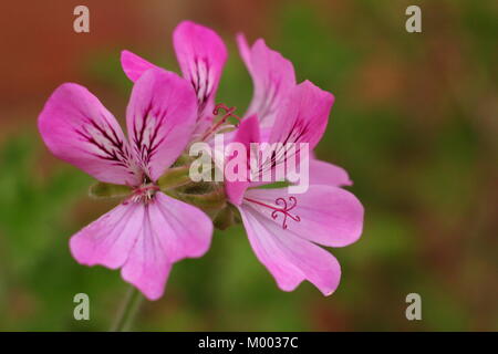 Pelargonium 'Pink Capitatum', auch als Rosa Steinbock, Blumen im Garten Grenze im Spätsommer, England, Großbritannien Stockfoto